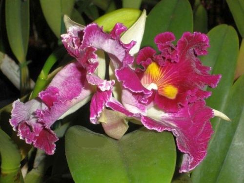 Orchid - Cuenca, Ecuador © Susanna Starr